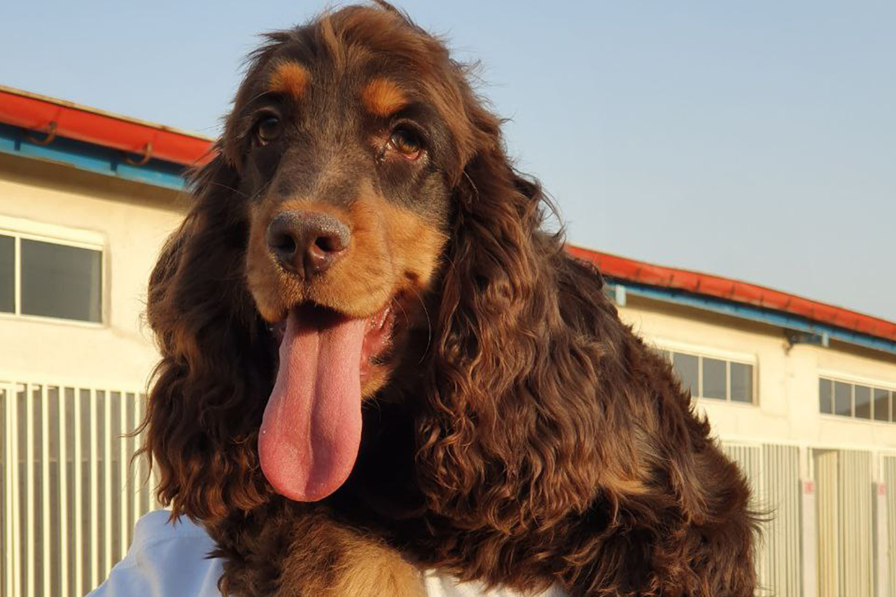 مولد نژاد انگلیش کوکر اسپانیل جنتلمن